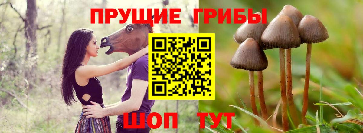 Галлюциногенные грибы Psilocybine cubensis Карабулак